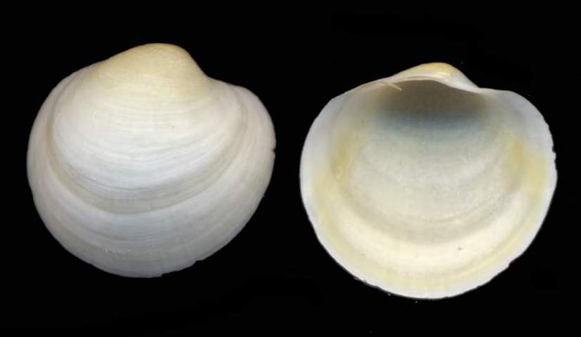 Piccolo bivalve da determinare